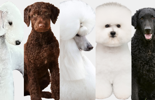 Curly coat care guide