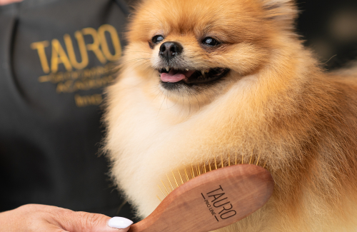 Essential grooming tools for coat care