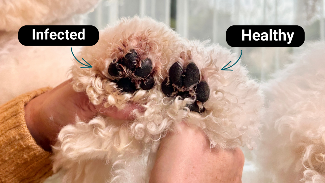 Understanding and Managing Paw Fungus in Pets