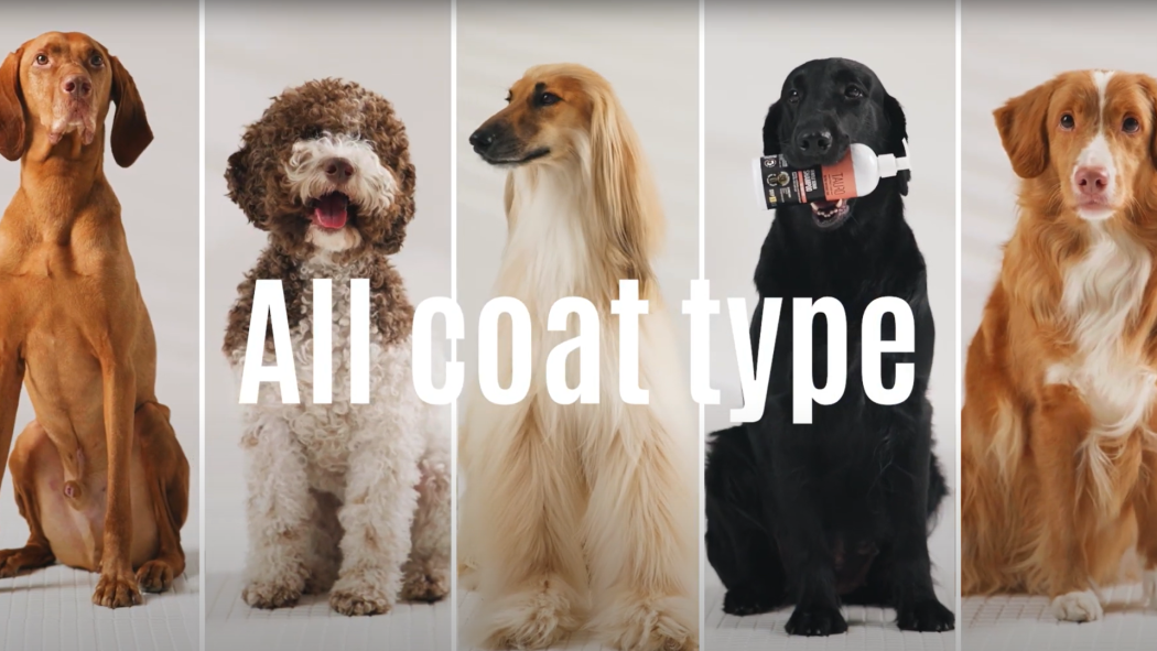 What are dog coat types? And what are the differences?