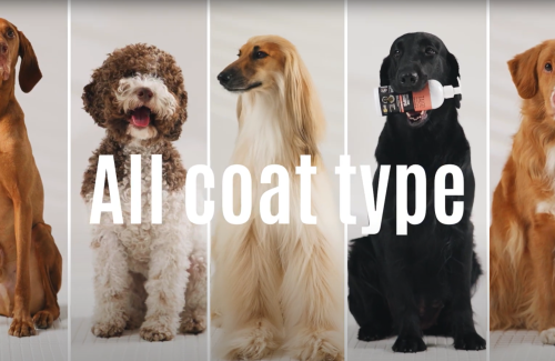 What are dog coat types? And what are the differences?