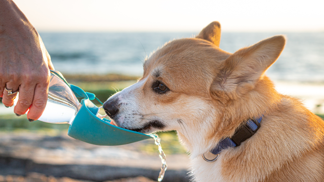 Grooming in the Summer: Tips for Optimal Care