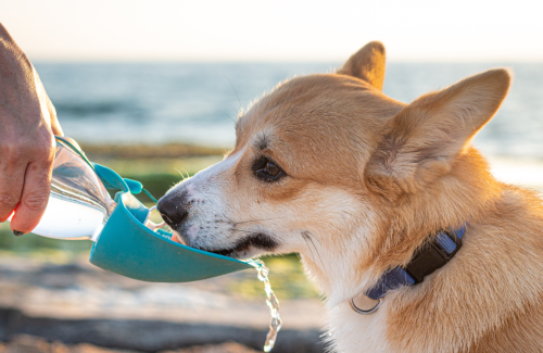 Grooming in the Summer: Tips for Optimal Care