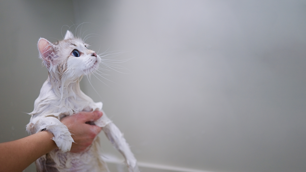 Cat Bathing 101: When and How to Bathe Your Cat