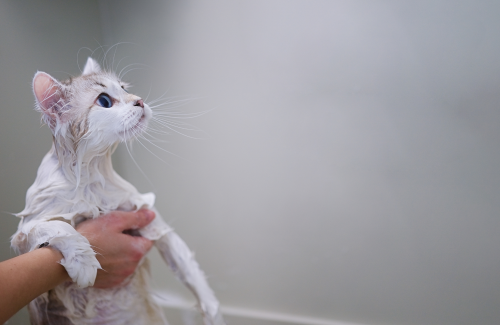 Cat Bathing 101: When and How to Bathe Your Cat