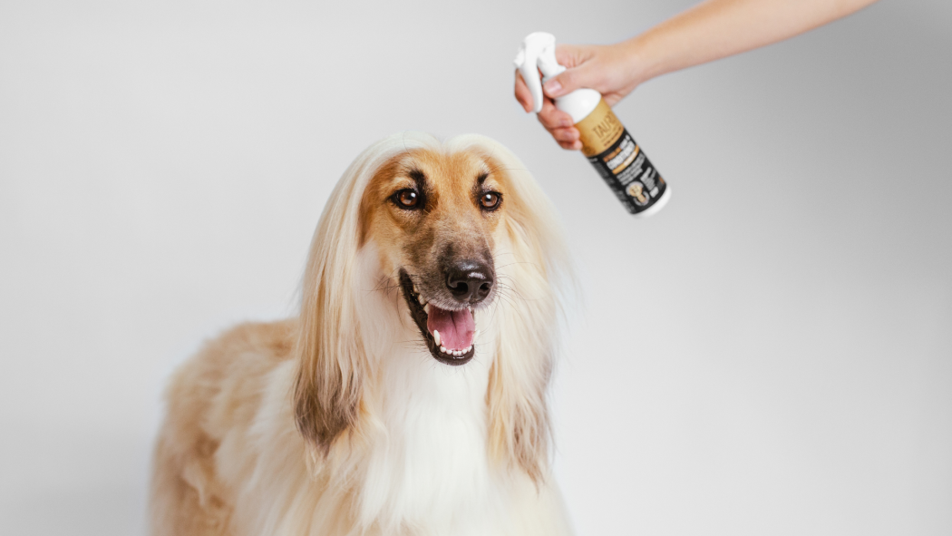 How to Deal with Mats and Tangles in Your Pet&#039;s Fur