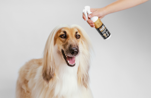 How to Deal with Mats and Tangles in Your Pet&#039;s Fur