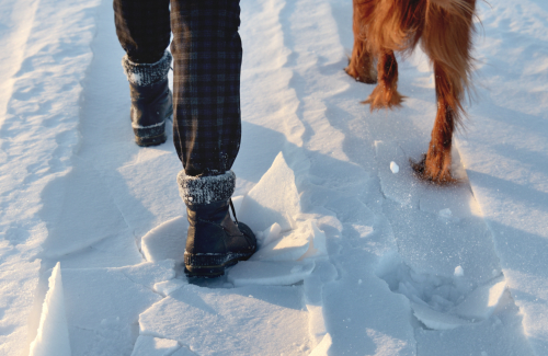 Leitfaden für die Winterpflege: Schutz des Fells Ihres Haustieres in den kalten Monaten