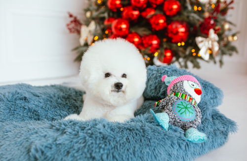 Gift guide for your pet