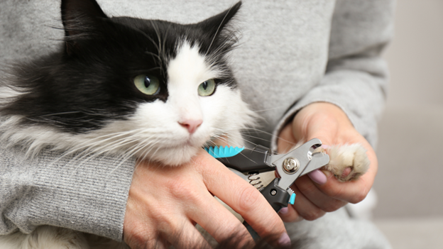 Nail Trimming 101: Keeping Your Pet’s Paws Healthy