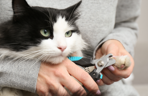 Nail Trimming 101: Keeping Your Pet’s Paws Healthy