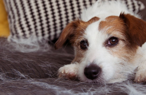 Shedding. A Pet Owner&#039;s Guide to Less Hair Around the House