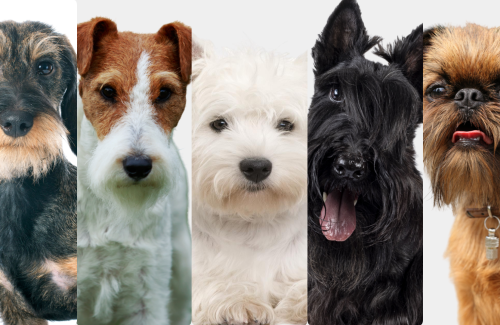 Wire coat care guide