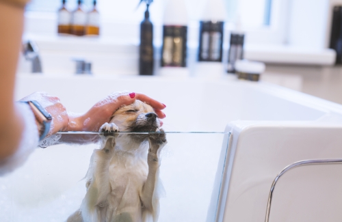 Unveiling the Reality: Chemical Ingredients in Skin and Coat Care Products for Dogs