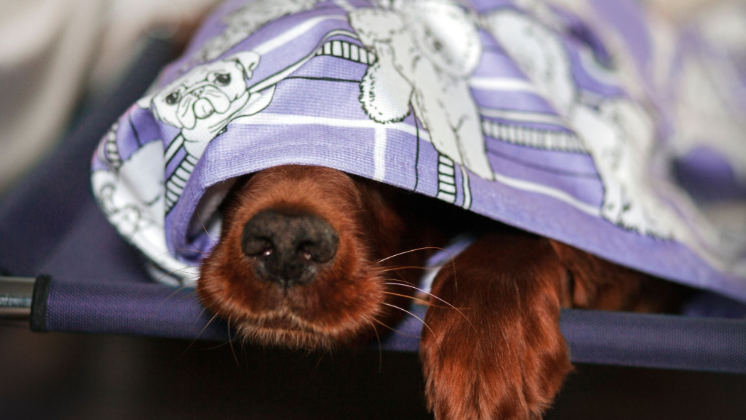 Importance of Drying Your Pet&#039;s Coat After Bathing