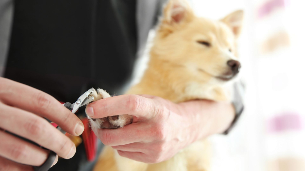 Mastering the Art of Dog Nail Trimming: An Expert Guide for New Dog Owners