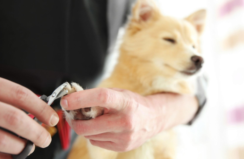 Mastering the Art of Dog Nail Trimming: An Expert Guide for New Dog Owners
