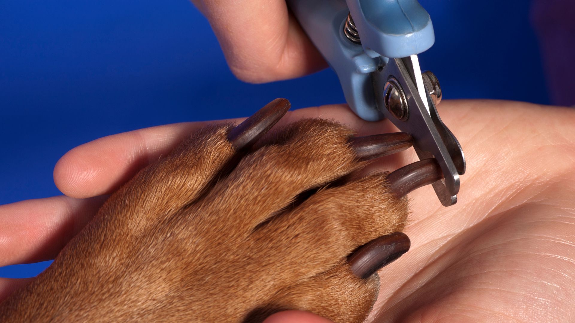 Mastering the Art of Dog Nail Trimming An Expert Guide for New Dog Owners