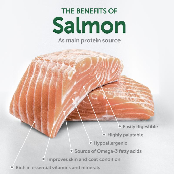dry grain free food for adult, small and mini breed dogs with salmon - 2