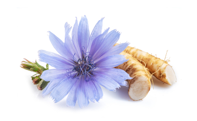 Chicory