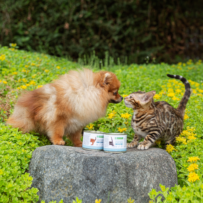 dosentierfutter für junge Katzen mit Huhn - 2