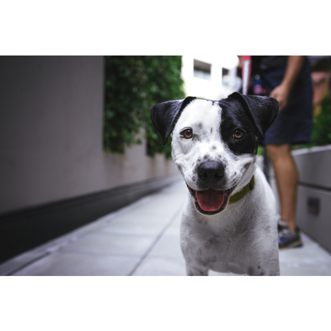 Консервы для собак - 4