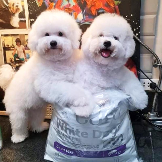 getreidefreies Trockenfutter für junge Hunde aller Rassen mit weißem Fell, mit Lachs - 2