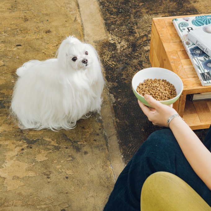 droogvoer zonder granen met zalm voor volwassen gevoelige honden van alle rassen - 6