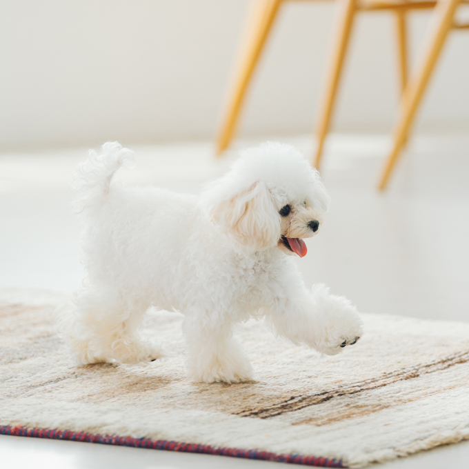 trockenfutter für ausgewachsene Hunde aller Rassen mit empfindlicher Haut und Magen, mit Lammfleisch - 6