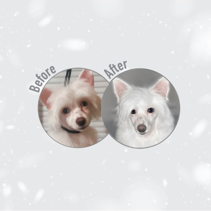 сухой корм с белой рыбой для взрослых собак крупных пород с белой шерстью - 12