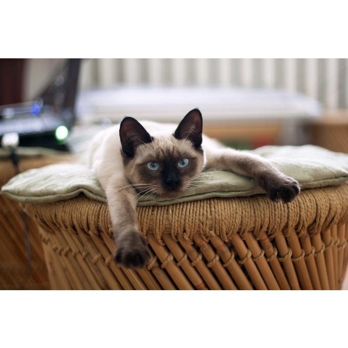 сухой корм с птицей для пожилых кошек - 10