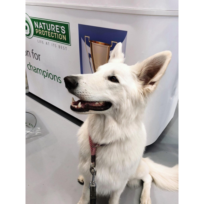 nourriture sèche pour chiens adultes de grande race avec de la volaille - 7