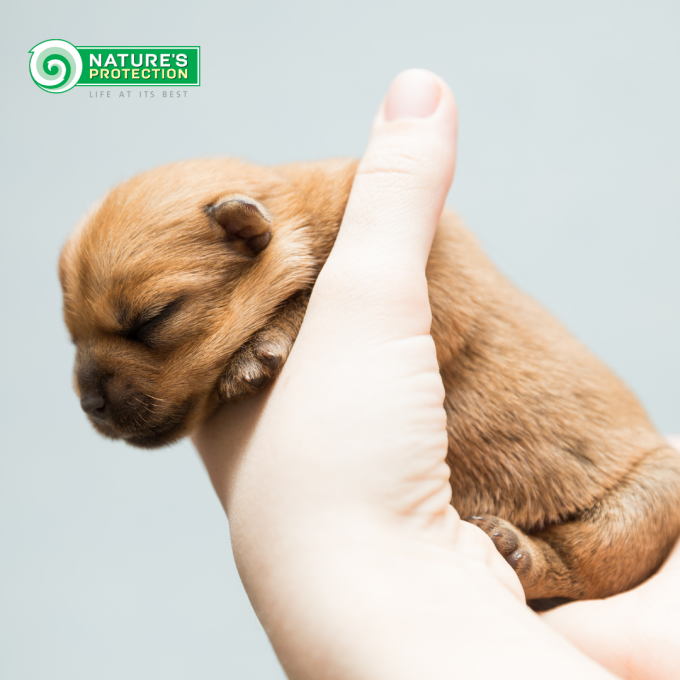 alimento seco para cachorros de todas las razas con salmón y krill - 10