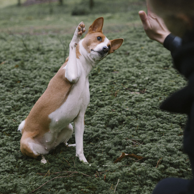 droogvoer voor volwassen honden van alle rassen voor gewichtscontrole na sterilisatie, met gevogelte en krill - 10