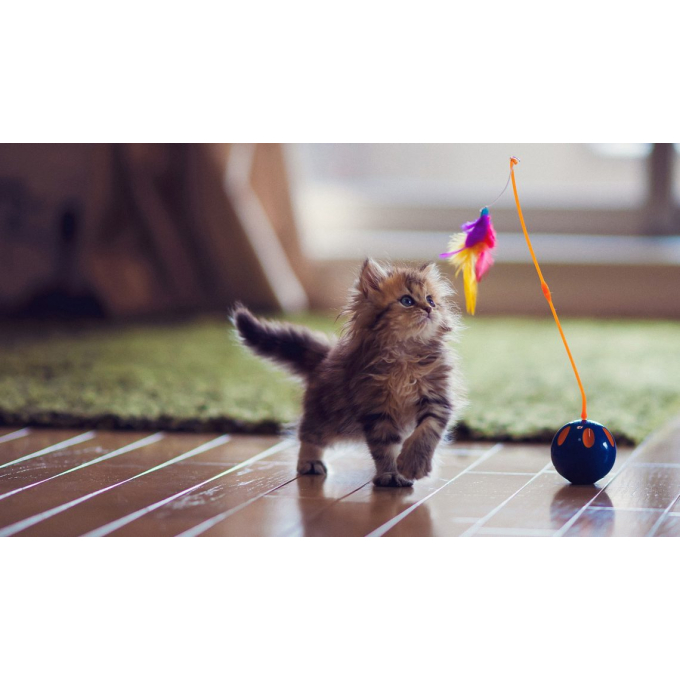 droogvoer met gevogelte en krill voor kittens van alle rassen - 10