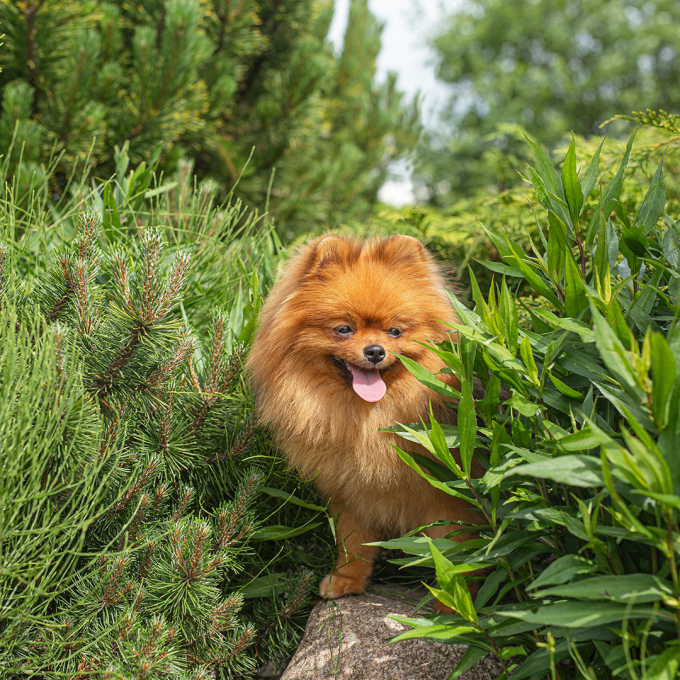 blikvoer voor volwassen honden van kleine rassen met kalkoen en appels - 3