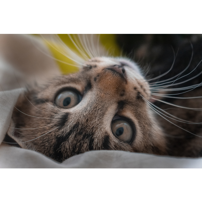 консервы для взрослых кошек с белой рыбой - 3