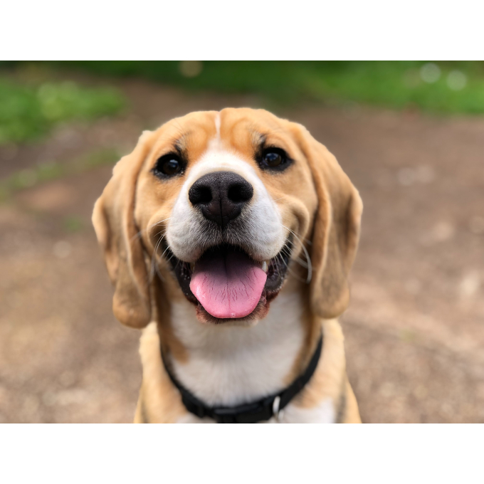 Adult Small Breed Kalfsvlees &amp;amp; Eend blikvoer voor honden - 2