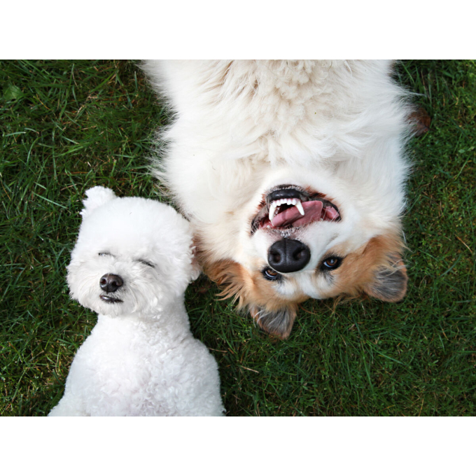 aliments en boîte pour chiens adultes avec des cœurs de bœuf et de dinde - 3