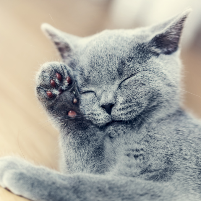 mangime complementare per gatti adulti per la cura della pelle e del mantello - 3