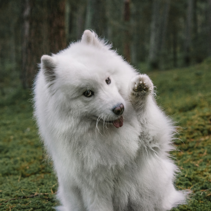 aanvullend diervoeder voor volwassen honden voor een gezonde huid en vacht - 3