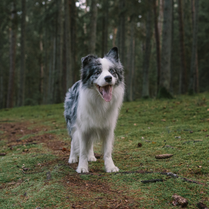 mangime complementare per cani adulti per la prevenzione dei vermi - 3