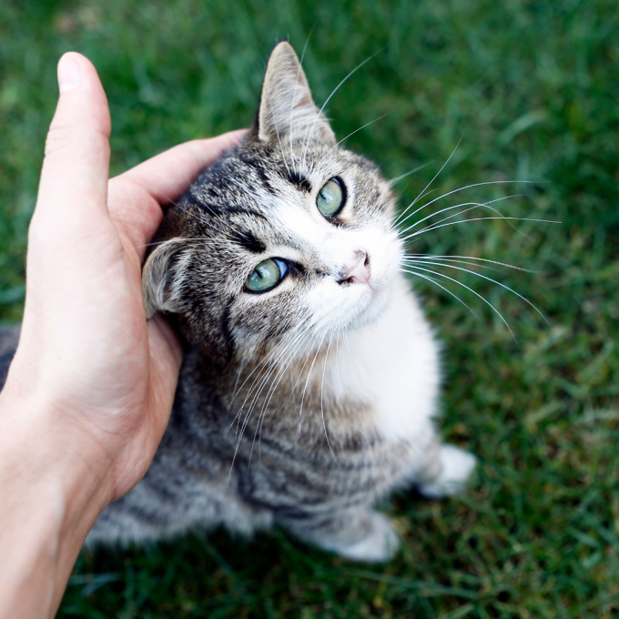 pienso complementario para gatos adultos que refuerza el sistema inmunitario y digestivo - 3