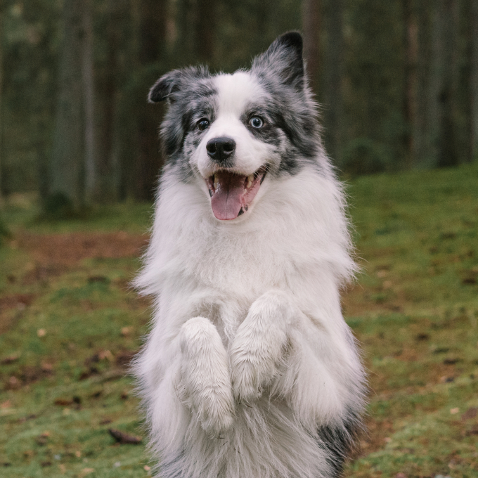 Faugis, aanvullend diervoeder voor volwassen honden en katten, wellness-formule 5in1 - 3