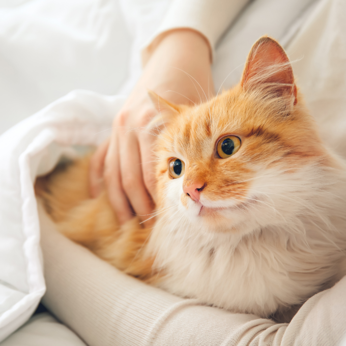 Moutpasta, pasta voor gesteriliseerde katten die ontharing bevordert, - 3