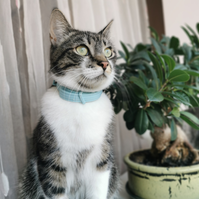 Pasta di malto, pasta per gatti che favorisce la depilazione, - 3