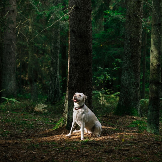 pienso complementario para perros adultos que refuerza el sistema inmunitario - 3