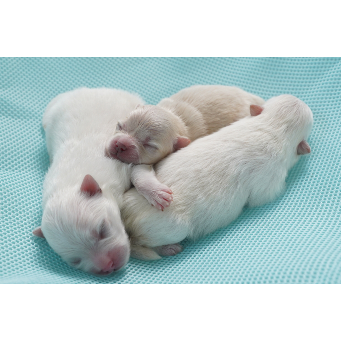 lait de remplacement pour chiots pour le développement des os et la croissance - 4