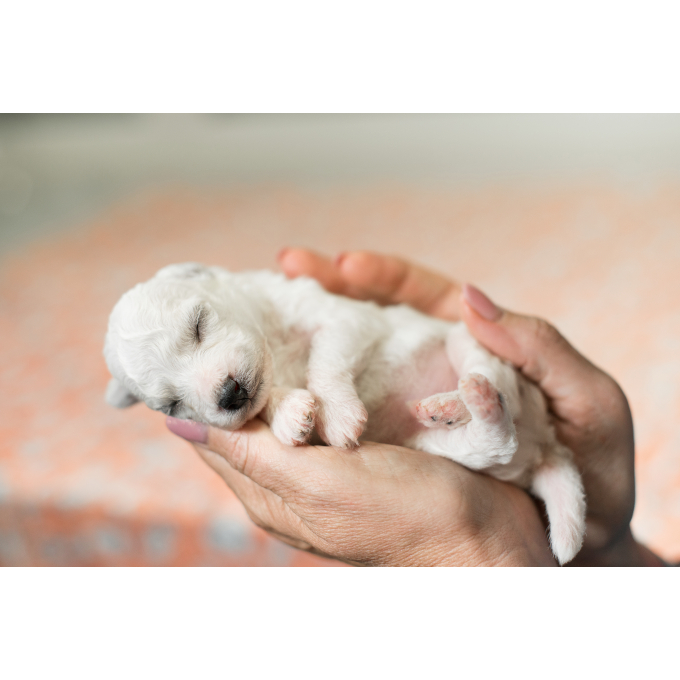 lait de remplacement pour chiots pour le développement des os et la croissance - 3
