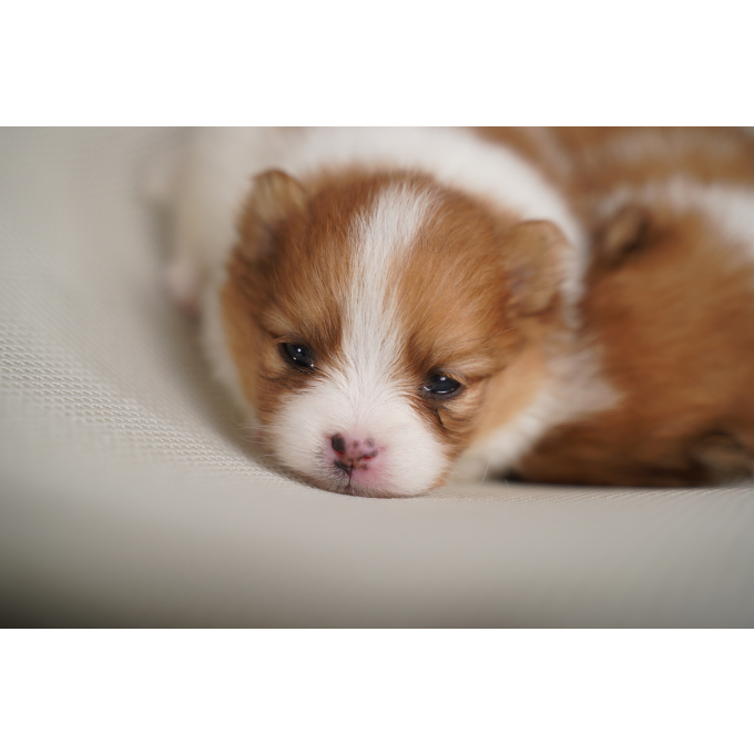 aliment complémentaire pour chiots pour le développement des os et une croissance saine - 3